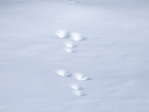 Spuren des Schneehasen