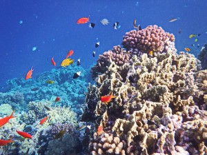 Korallenriffe: Hotspots der globalen Artenvielfalt (Bildquelle: Wiki Commons)