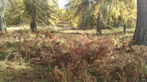 beweidete Lärchenwiese- Adlerfarn verdrängt Wiesenpflanzen