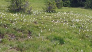 Niedermoor mit Trittschäden durch Weidetiere (Löcher im Boden)