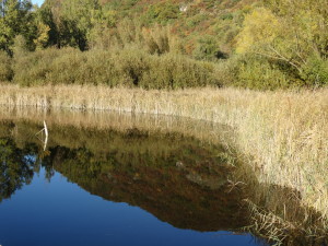 Naturschutzgebiet Kalterer See: die Fischfauna ist stark verändert und Graskarpen schwimmen im See, welche das gesamte Ökosystem gefährden