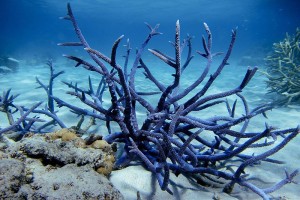 great barrier reef korallenbleiche