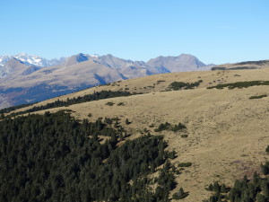 subalpine und alpine Landschaft, natürliche Krummholzzone mit Latschen und Almweiden nebeneinander