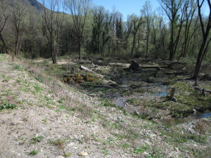 Anlage einer baumfreien Sumpffläche für Vögel geplant von Leo Unterholzner. Auwald im Natura 2000 Gebiet wurde dafür gerodet.