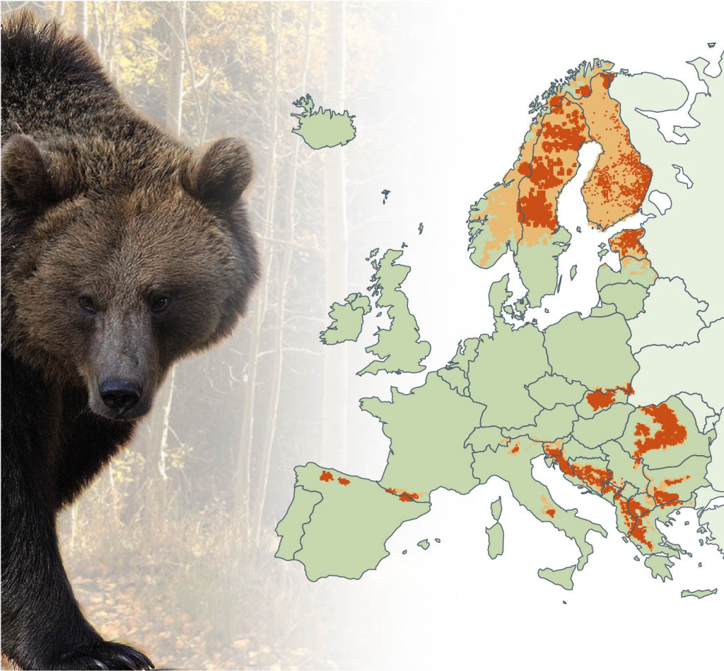 Bären in Südtirol – Biodiversität