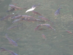 Fische wurden in den Wasserspeicher gesetzt und das Wasser ist verschmutzt