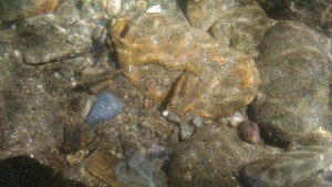 kühle Fließgewässer mit kristallklarem Wasser der Forellen- und Äschenregion werden in Mitteleuropa abnehmen