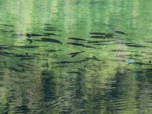 Fischschwarm mit kleinen Fischen im kleinen Montiggler See, Nahrung des Hechtes und fischfressender Vögel