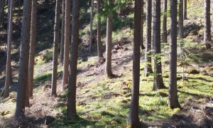 Viele Wälder sind zu Fichtenwäldern umgebaut worden, nach der FFH Richtlinie geschützte Waldgesellschaften sind in einem schlechtem Erhaltungszustand