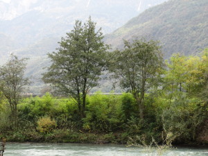 Durchforstete Ufergehölze an der Etsch und sich ausbreitende invasive Neophyten